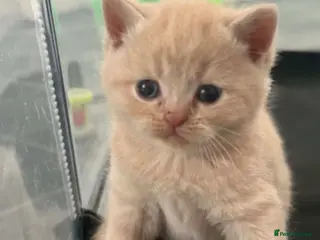 British Shorthair cats BHS babies - Advert 3