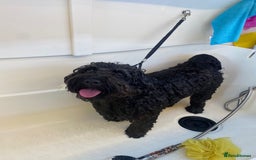 Cavapoochon dogs for stud: For Stud - Handsome Cavapoochon Boy Available - Image 7