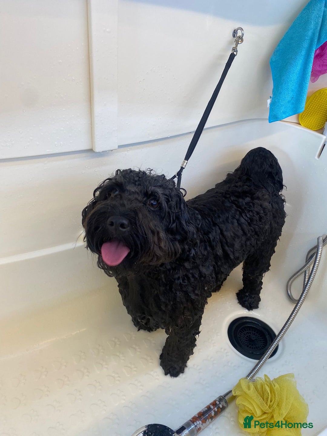 Cavapoochon dogs for stud: For Stud - Handsome Cavapoochon Boy Available - Image 7