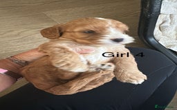 Cavapoo dogs for sale: One girl left has come available  - Image 26