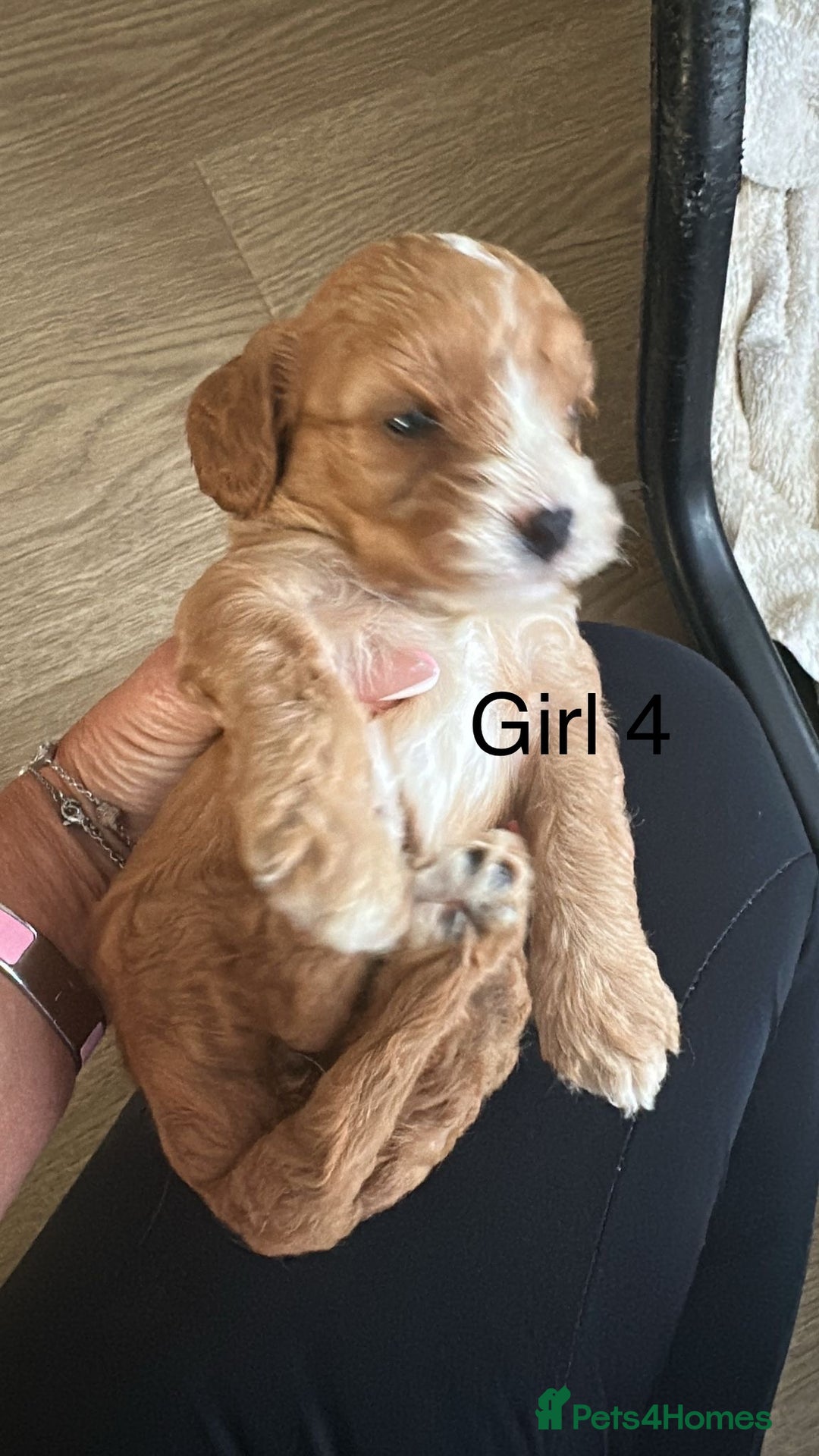 Cavapoo dogs for sale: One girl left has come available  - Image 26