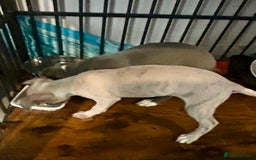Mixed Breed dogs for sale: 2 Italian Greyhound x Whippet Pups for Sale  - Image 6