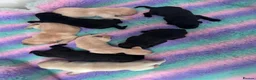 Labrador Retriever dogs for sale: Exceptional FTCH  Fully Health Tested Lab puppies  - Advert 8