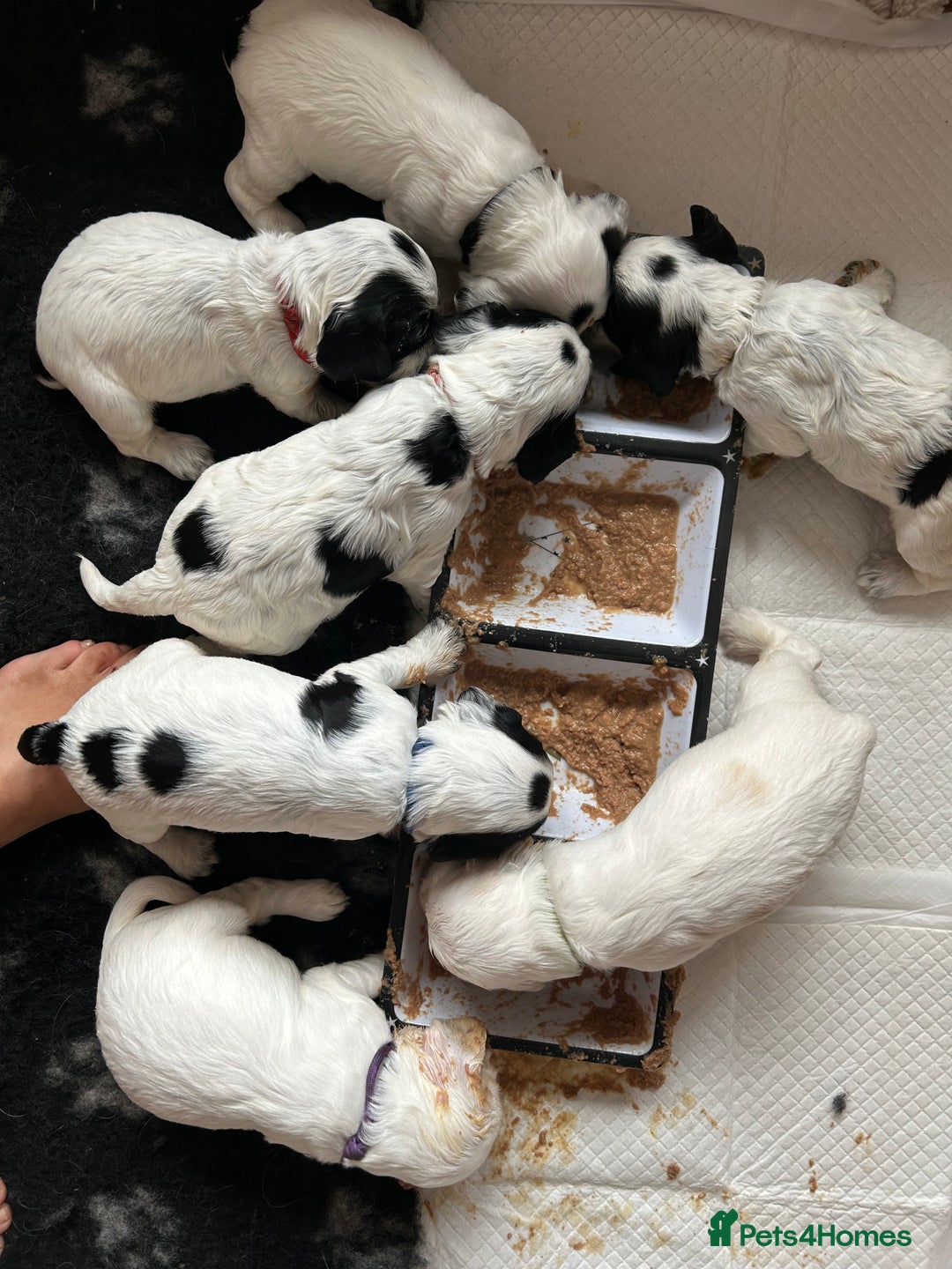 Cocker Spaniel dogs for sale: Cocker Spaniel Pups – From Lindridge Line  - Image 19