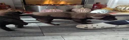 Labrador Retriever dogs for sale: Chocolate Labrador pups - Advert 9