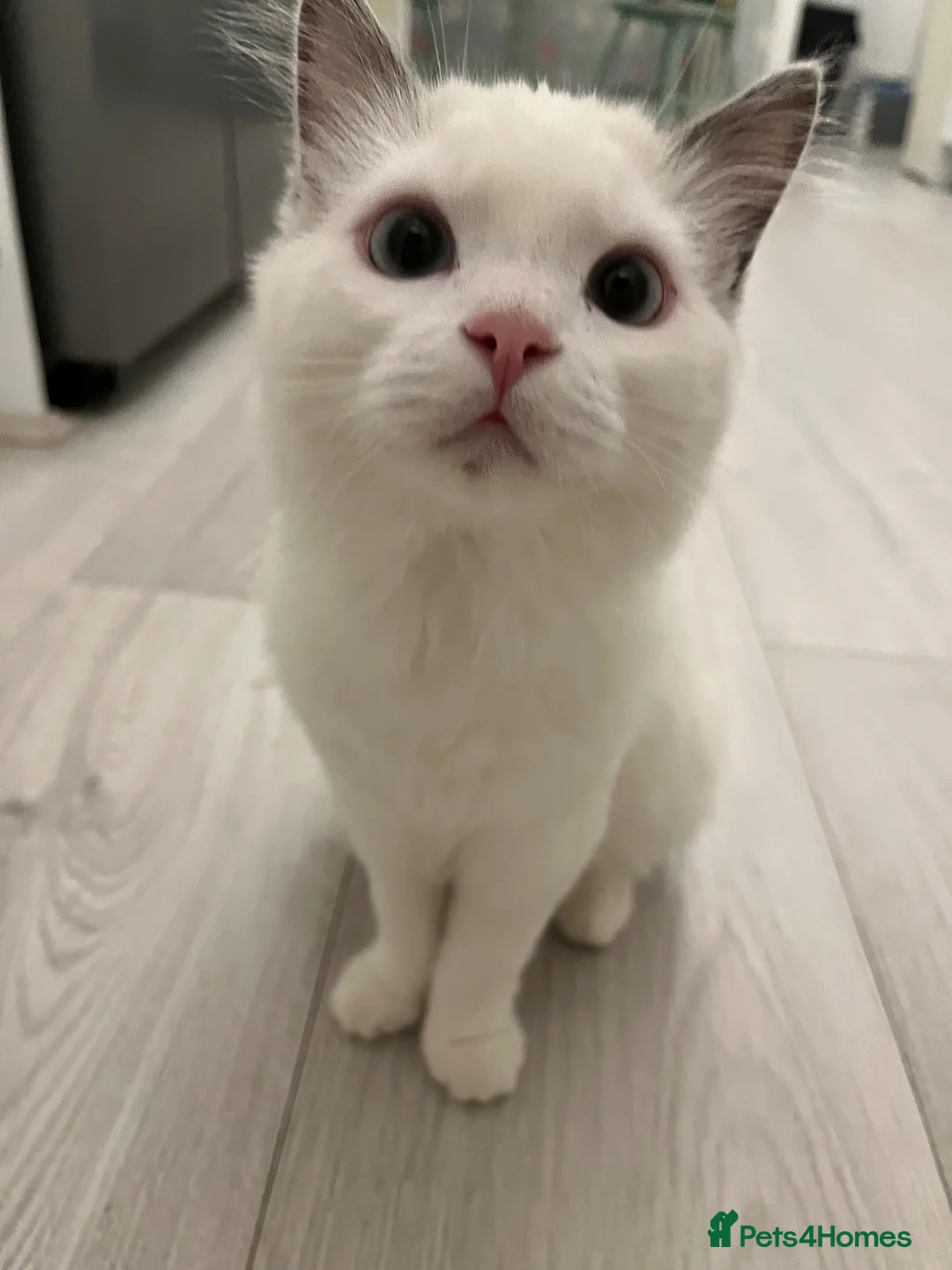 Ragdoll cats for sale: Gorgeous playful male - Advert 2