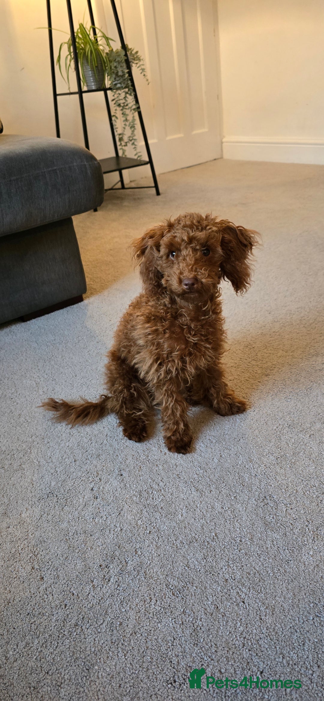 Toy Poodle dogs for sale: Toy Poodle Female 5 Months Old - Image 3
