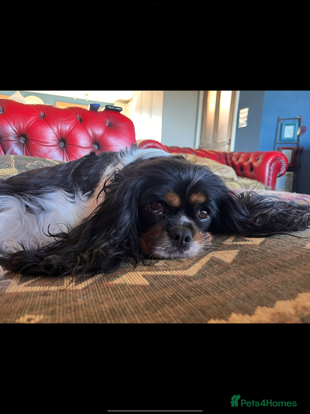 Cavalier King Charles Spaniel dogs for sale: Confident female cavalier - Advert 1