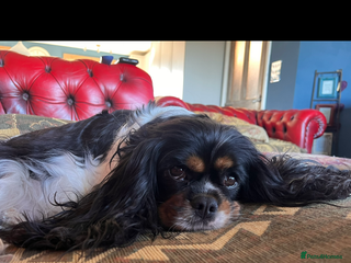 Cavalier King Charles Spaniel dogs Confident female cavalier - Advert 8