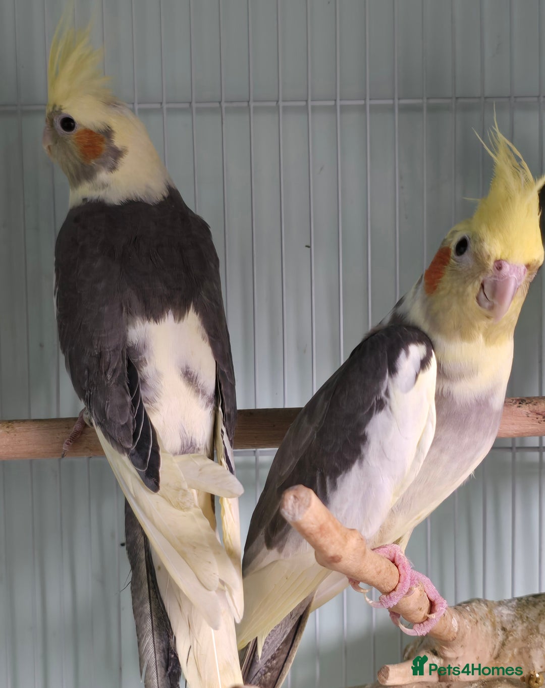 Cockatiels birds for sale: Beautiful Cockatiels & Kakarikis available now!!! - Advert 4