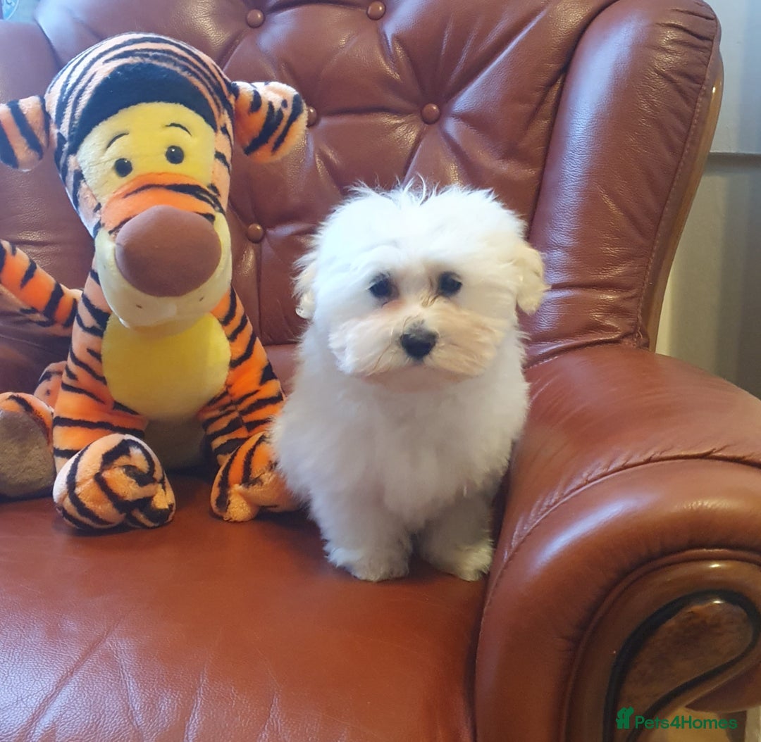 Havanese dogs for sale: Extra mini Havanese x Maltese puppies - Image 5
