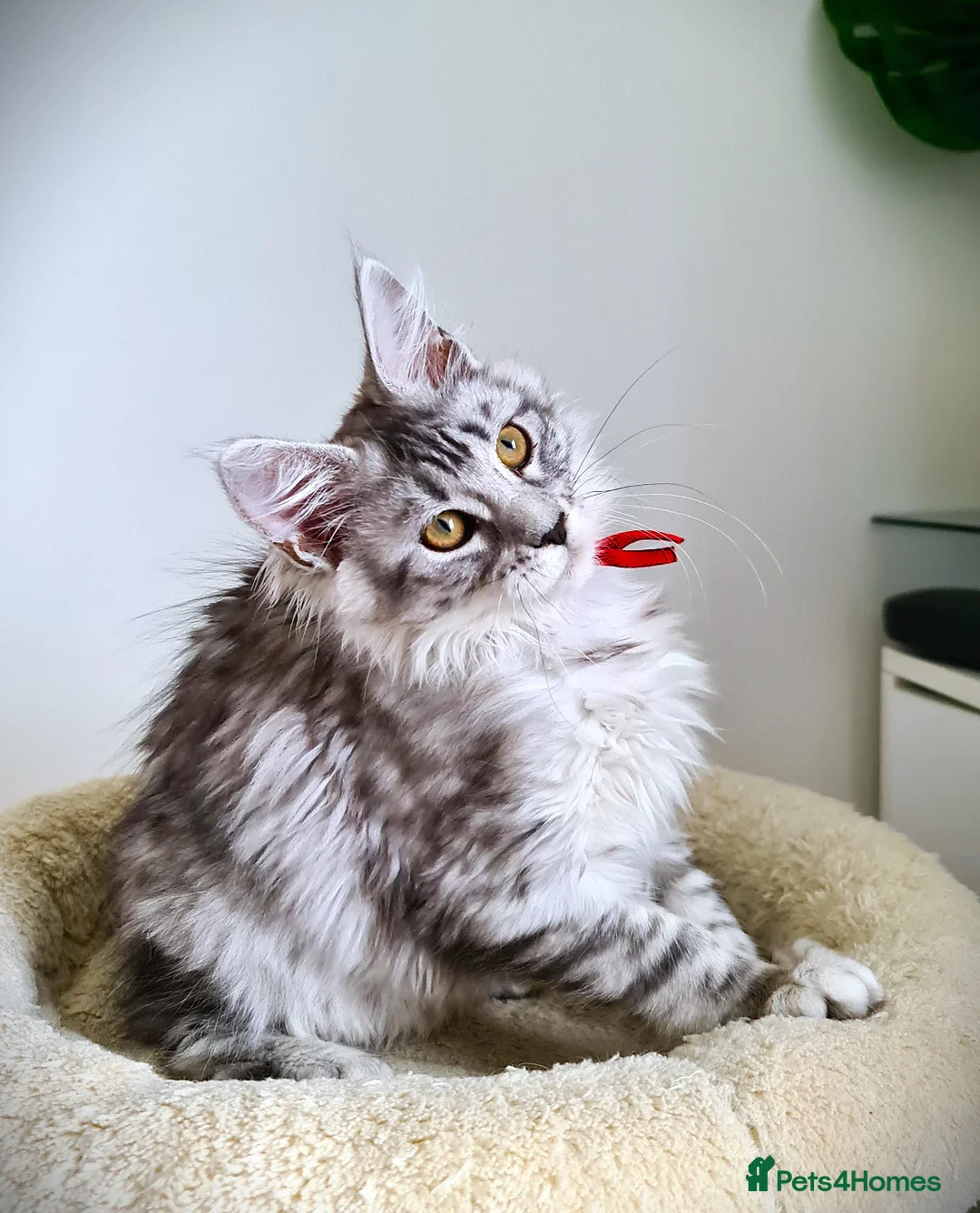 Maine Coon cats for sale: STUNNING 4️⃣ PEDIGREE MAINE COON KITTENS READY ❗❗❗ - Advert 37