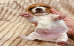 Jack Russell dogs for sale: 5 old-fashioned, rough head Jack Russell Puppies - Image 8