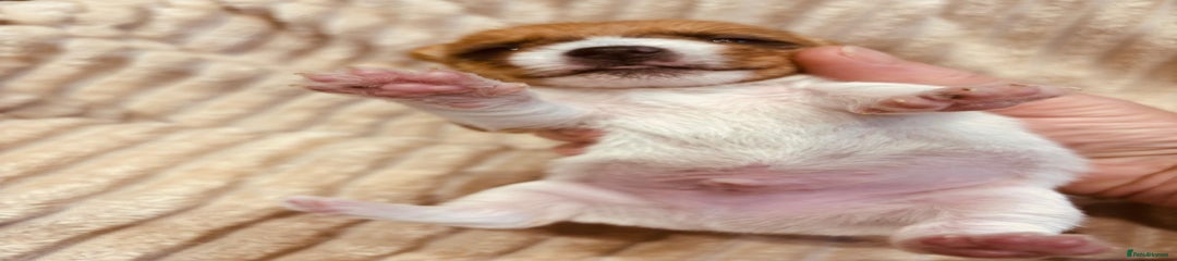 Jack Russell Puppy 2