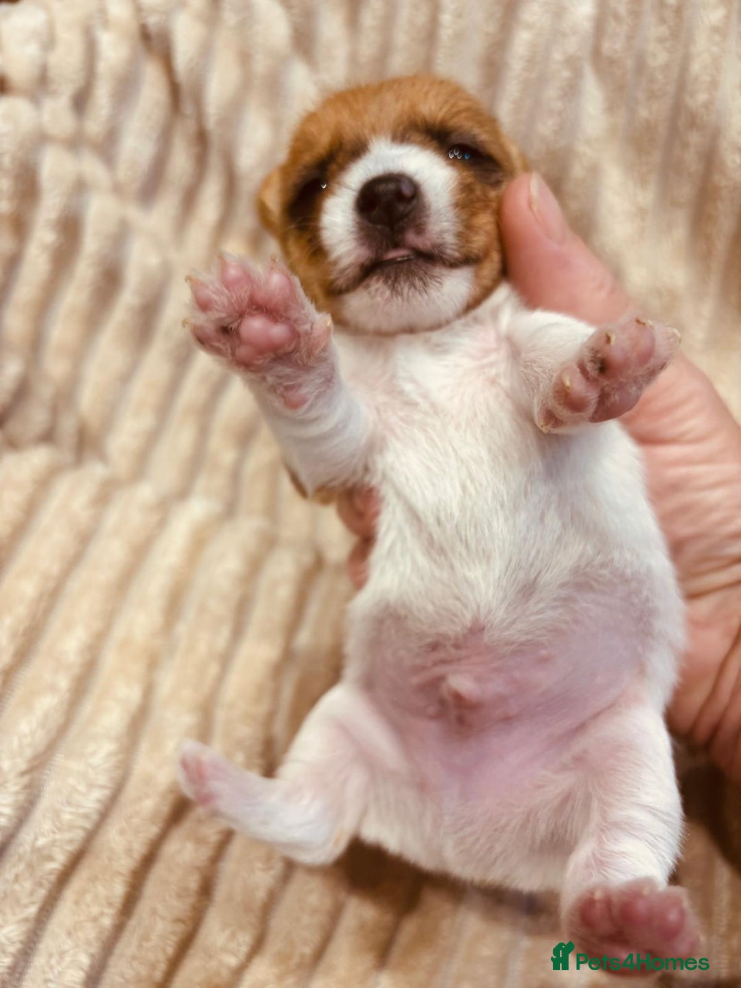 Jack Russell dogs for sale: 5 old-fashioned, rough head Jack Russell Puppies - Image 8