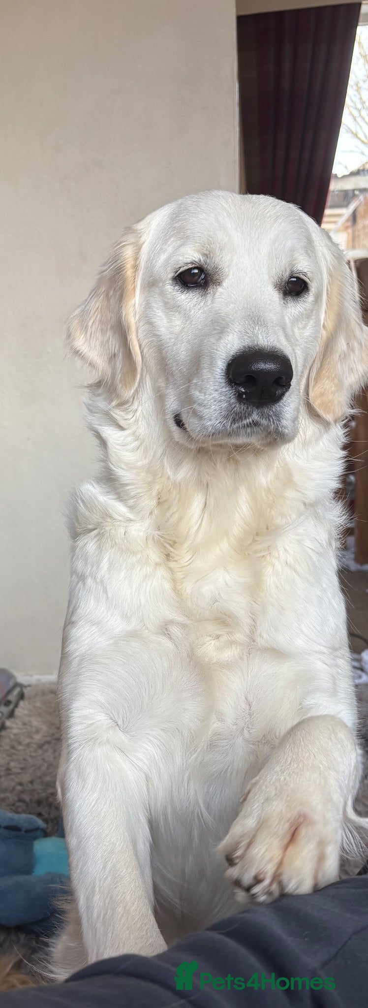 Golden Retriever dogs Stunning Cream Golden Retriever Puppies  - Advert 2