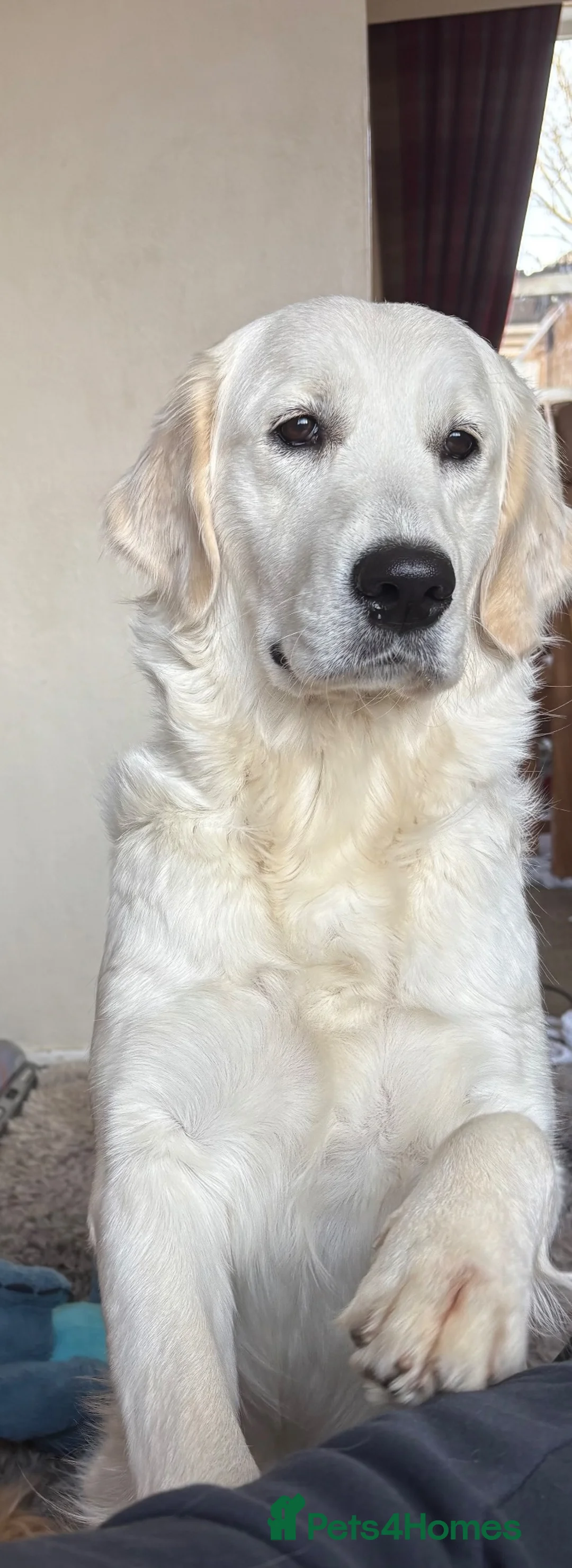 Golden Retriever dogs for sale: Stunning Cream Golden Retriever Puppies  - Advert 1