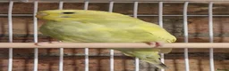 Budgerigars birds for sale: Baby budgies now available - Advert 4