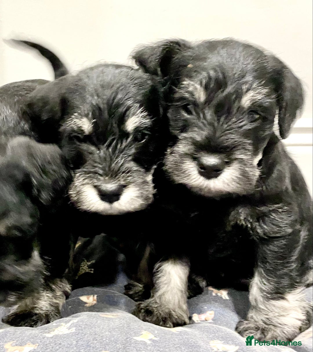 Miniature Schnauzer dogs for sale: Miniature Schnauzer puppies - Advert 4