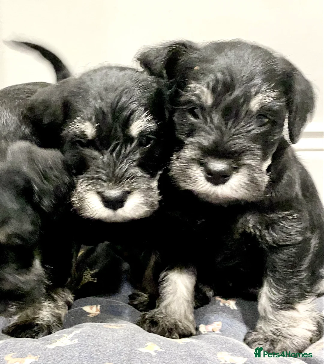 Miniature Schnauzer dogs for sale: Miniature Schnauzer puppies - Advert 4