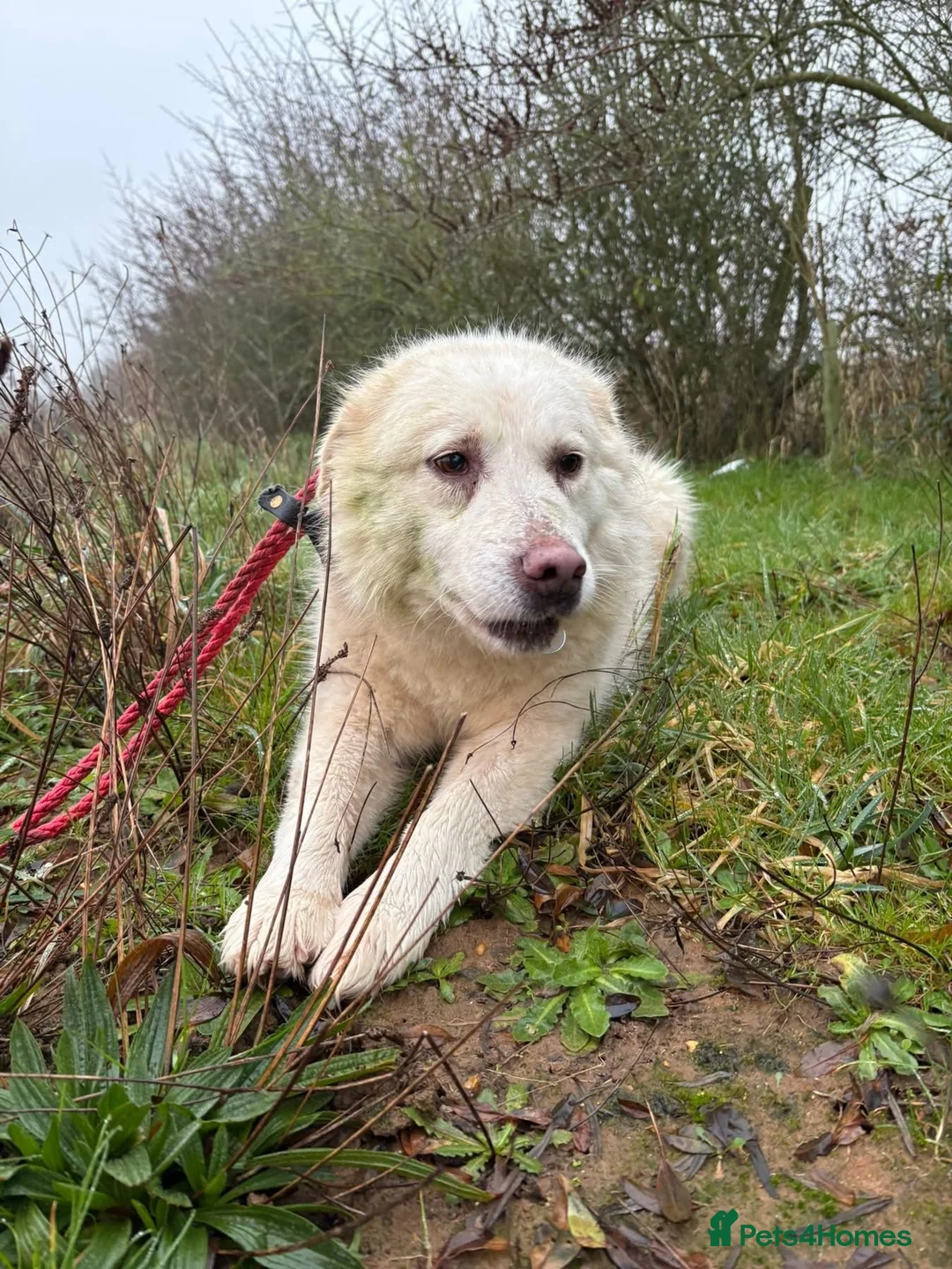 Mixed Breed dogs for adoption: Granny - Norwich Norwich  - Advert 4