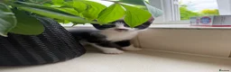 Mixed Breed cats for sale: Four kittens - Advert 3