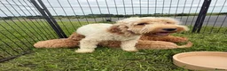 Cockapoo dogs for sale: F1b COCKAPOO Puppies - Advert 4