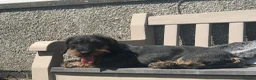 Dachshund dogs for sale: Kc registered Teckel Bitch  - Advert 2