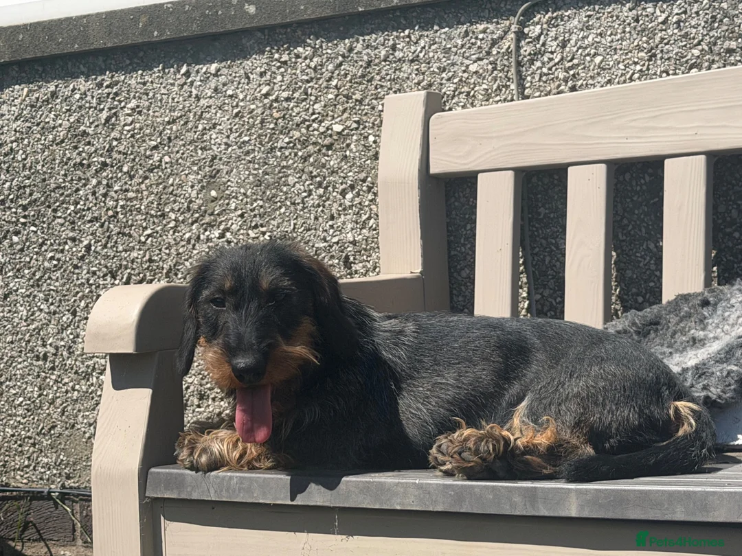 Dachshund dogs for sale: Kc registered Teckel Bitch  - Advert 2