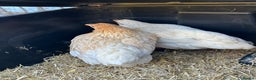 Chickens poultry for sale: 2 female bantam Wyandotte for sale - Advert 1