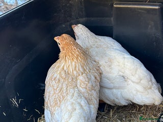 Chickens poultry 2 female bantam Wyandotte for sale - Advert 1