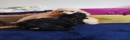 Schnoodle dogs for sale: Stunning Schnoodles - Advert 11