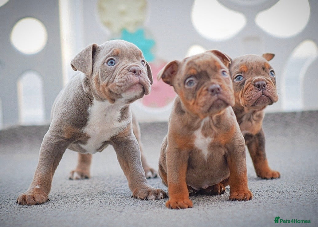 Olde English Bulldogge dogs 23 years experience 5⭐️Rated licensed  - Advert 16