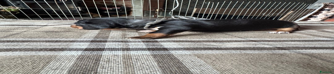 Miniature Dachshund Puppy 8