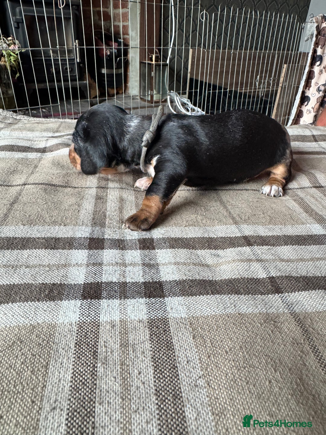 Miniature Dachshund dogs for sale: 🐾 Miniature Dachshund Puppies for Sale 🐾 - Image 24