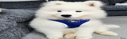 Samoyed dogs for stud: KC Registered Pedigree Samoyed Stud  - Advert 15