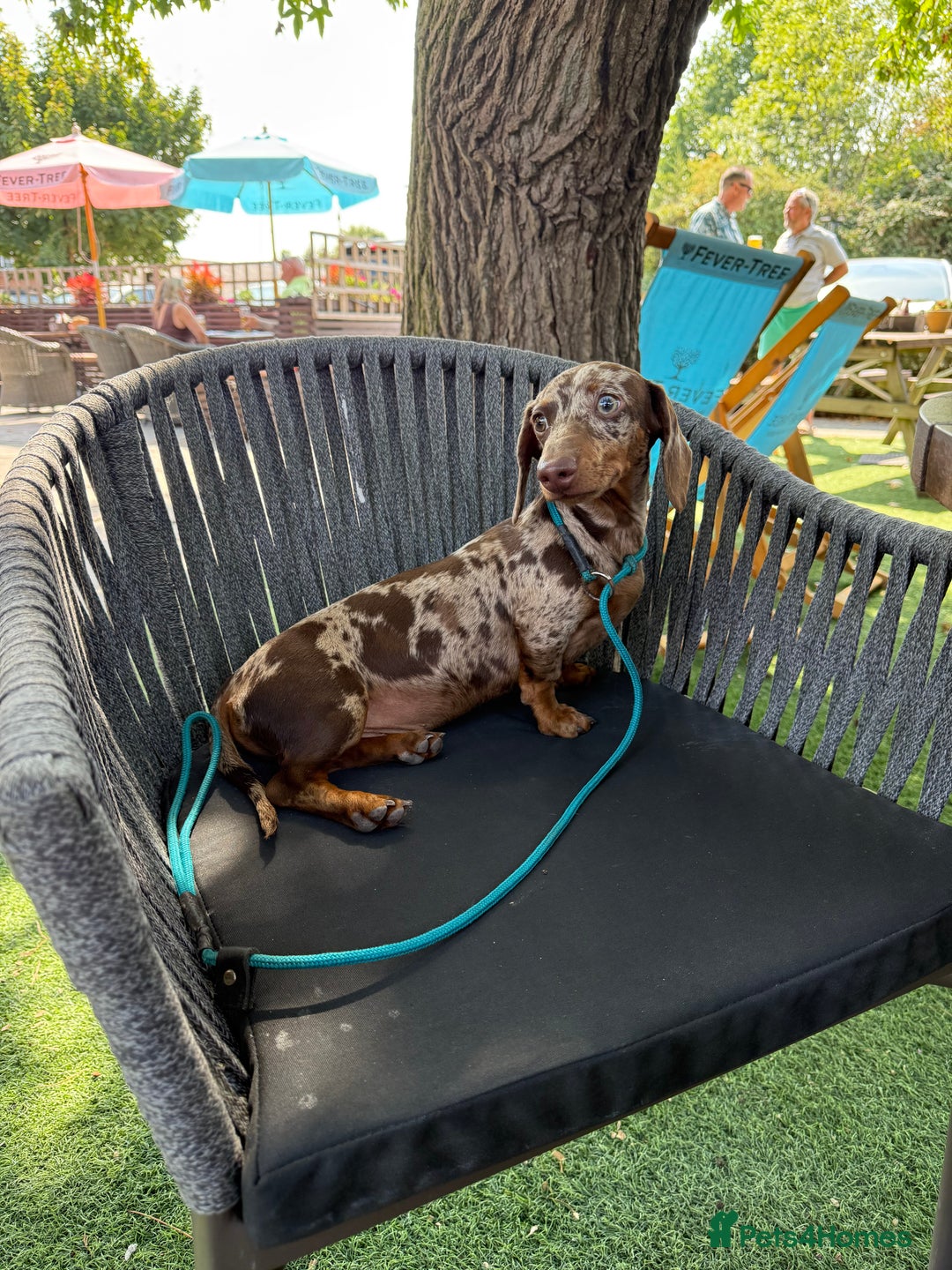 Miniature Dachshund dogs for stud: Chocolate Dapple Miniature Dachshund for Stud - Advert 4