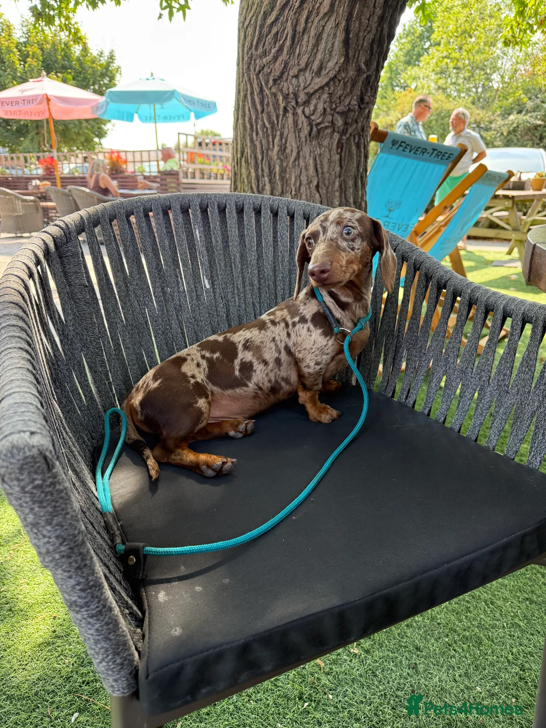 Miniature Dachshund dogs for stud: Chocolate Dapple Miniature Dachshund for Stud - Advert 4