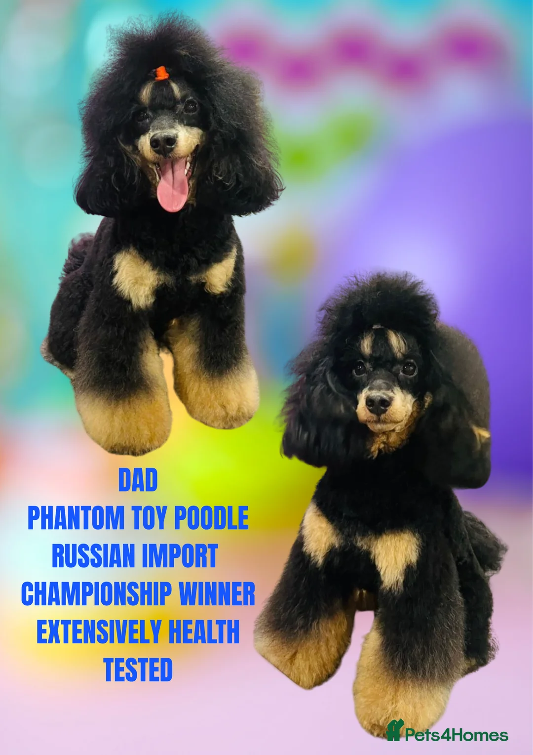 Cockapoo dogs for sale: ONE BOY LEFT.  F1 COCKAPOO - Advert 10