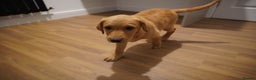 Labrador Retriever dogs for sale: Stunning KC Fox Red & Yellow Labrador Puppies - Advert 15