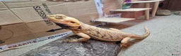 Bearded Dragon reptiles for sale: 2 Male Bearded Dragons, 1 Is A Silk Back. - Advert 2