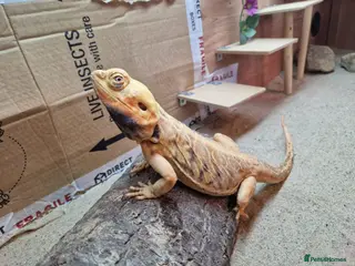 Bearded Dragon reptiles A Silk Back beardie. - Advert 3