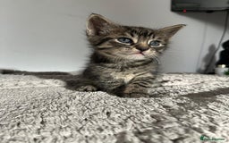 Domestic Shorthair cats for sale: 🐾 4 Kittens Looking for Loving Homes–Hatfield 🐾 - Image 4