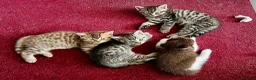 American Shorthair cats for sale: Beautiful Tabby Kittens Ready for Loving Homes - Advert 17