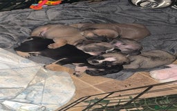 Mixed Breed dogs for sale: French bulldog x British bulldog  - Image 5