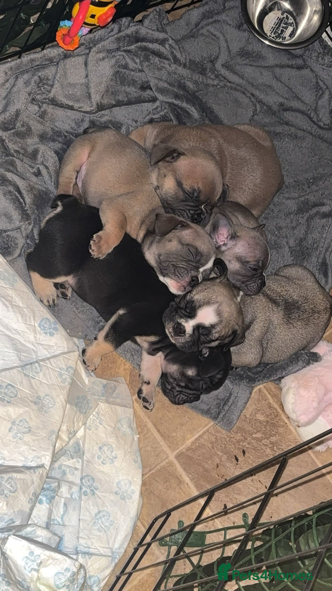 Mixed Breed dogs for sale: French bulldog x British bulldog  - Image 5