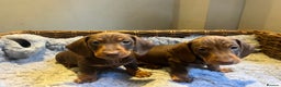 Miniature Dachshund dogs for sale: Two male miniature daschund puppies for sale  - Advert 1