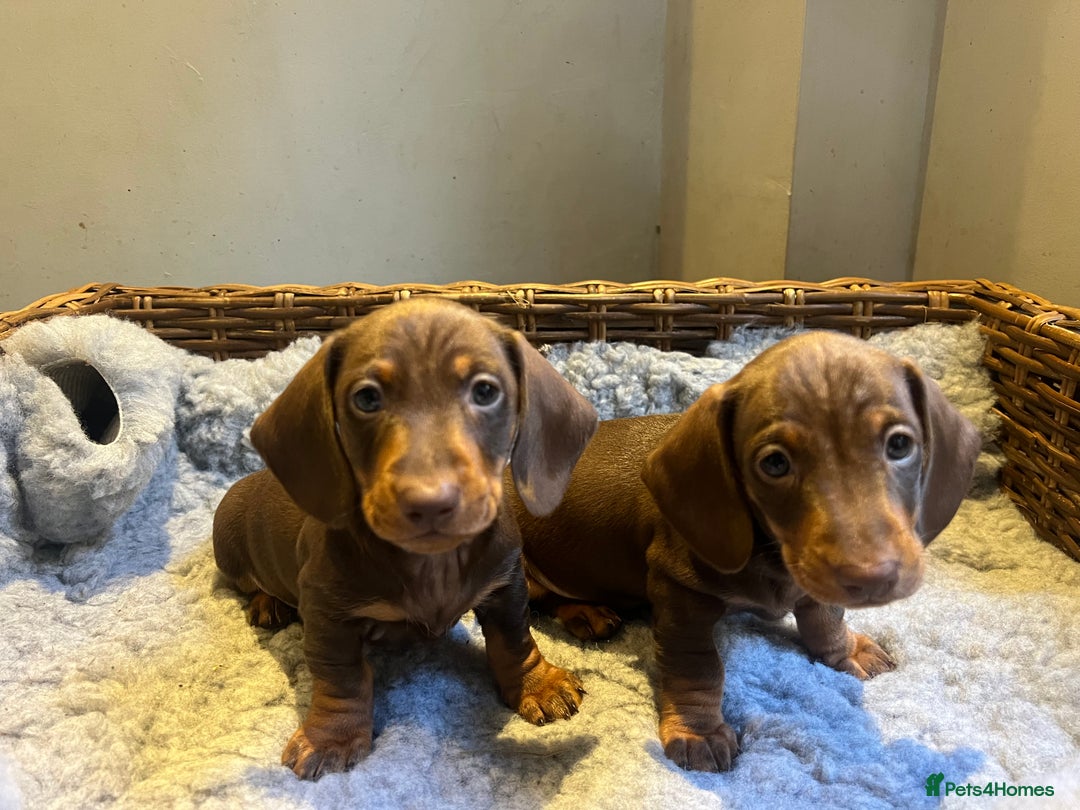 Miniature Dachshund dogs for sale: Two male miniature daschund puppies for sale  - Advert 1