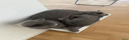 British Shorthair cats for sale: Three British Shorthair kittens - Advert 8