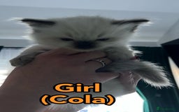 Ragdoll cats for sale: Pure Breed Ragdoll Kittens For Sale - Advert 5